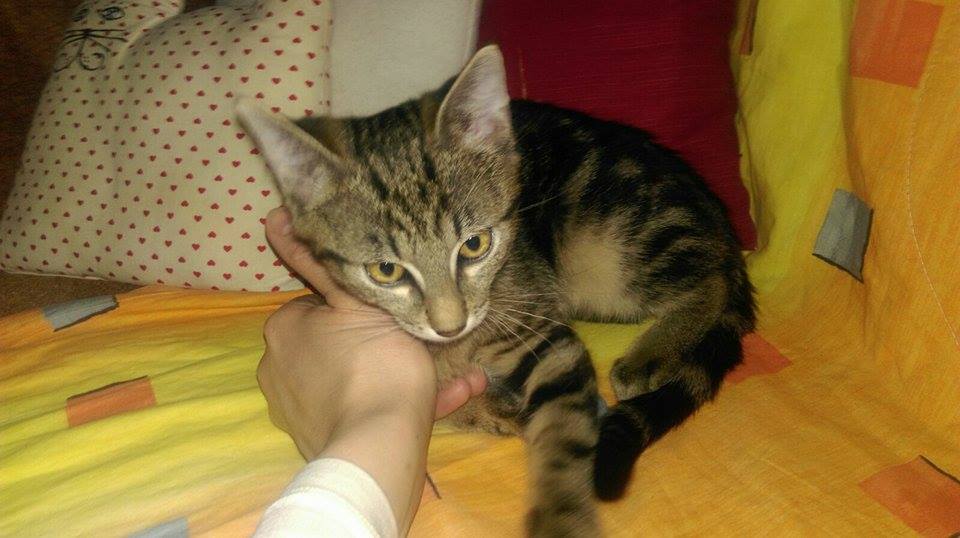 15493902_1300721669974514_268520691_n