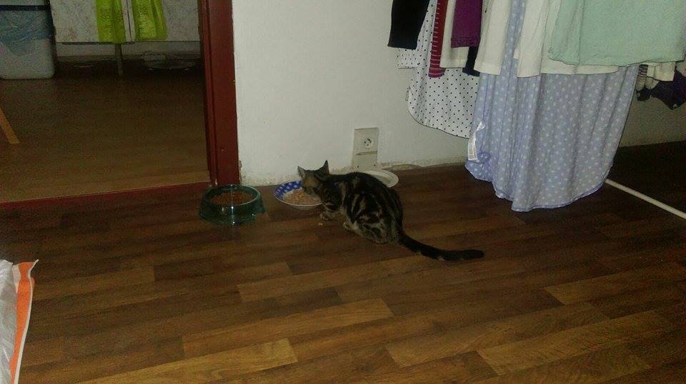 15497474_1300722133307801_256089794_n