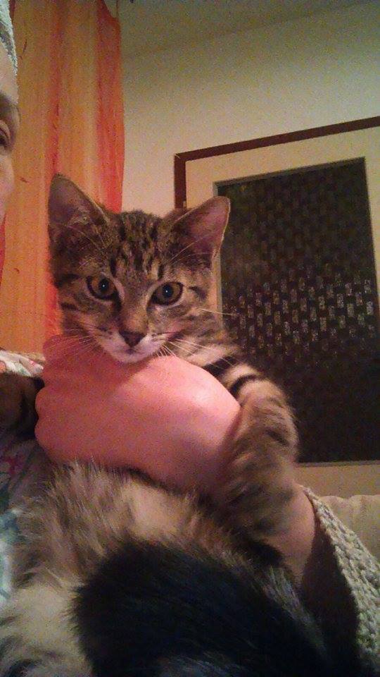 15497636_1300721783307836_1571986066_n