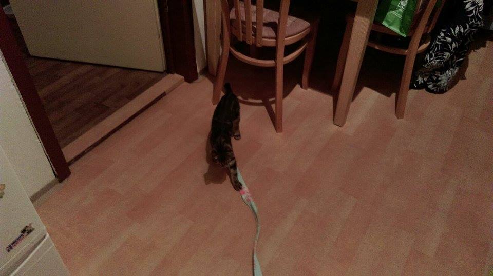 15497693_1300762883303726_37766363_n