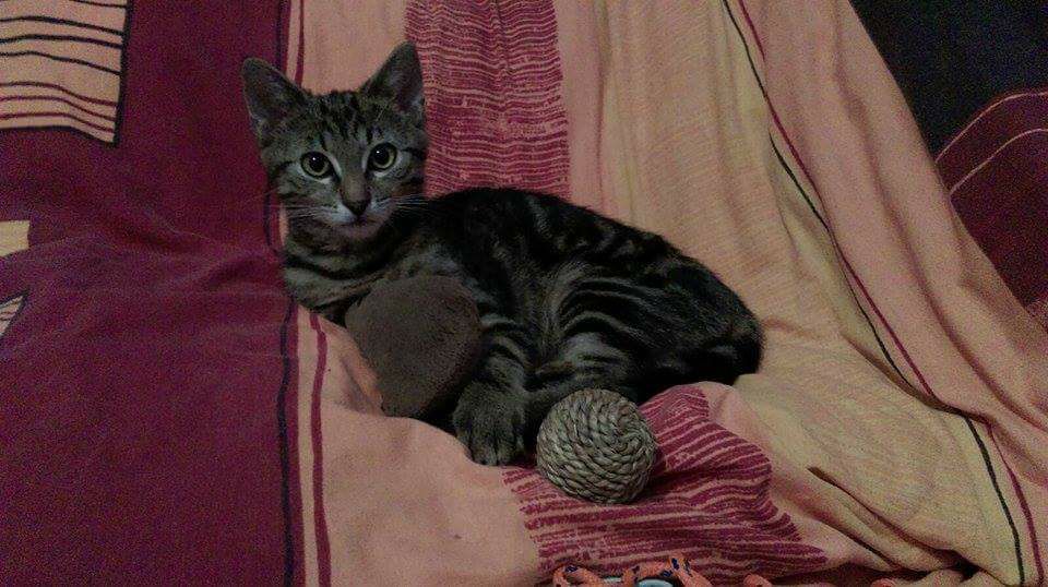 15541650_726225894208683_5182845964091210783_n