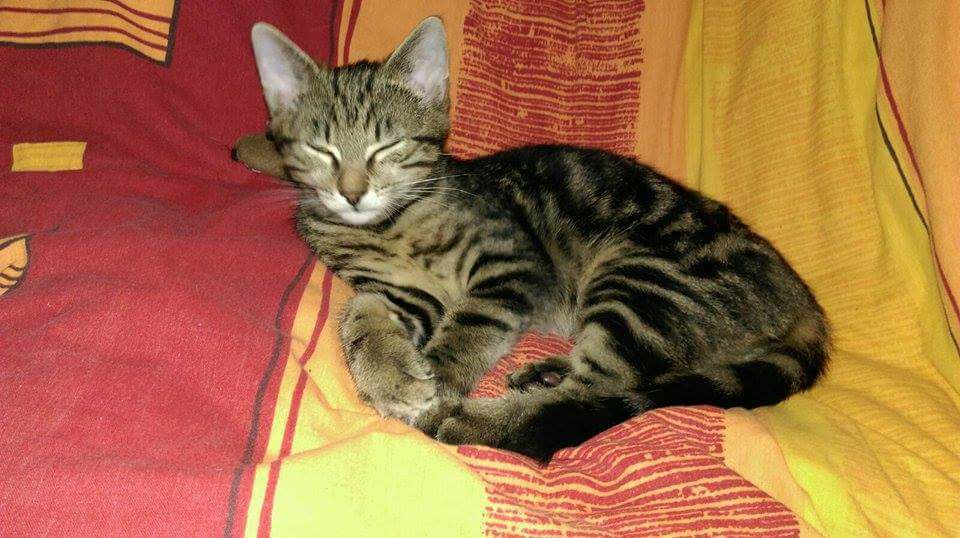 15542228_726225877542018_8344620037576764225_n