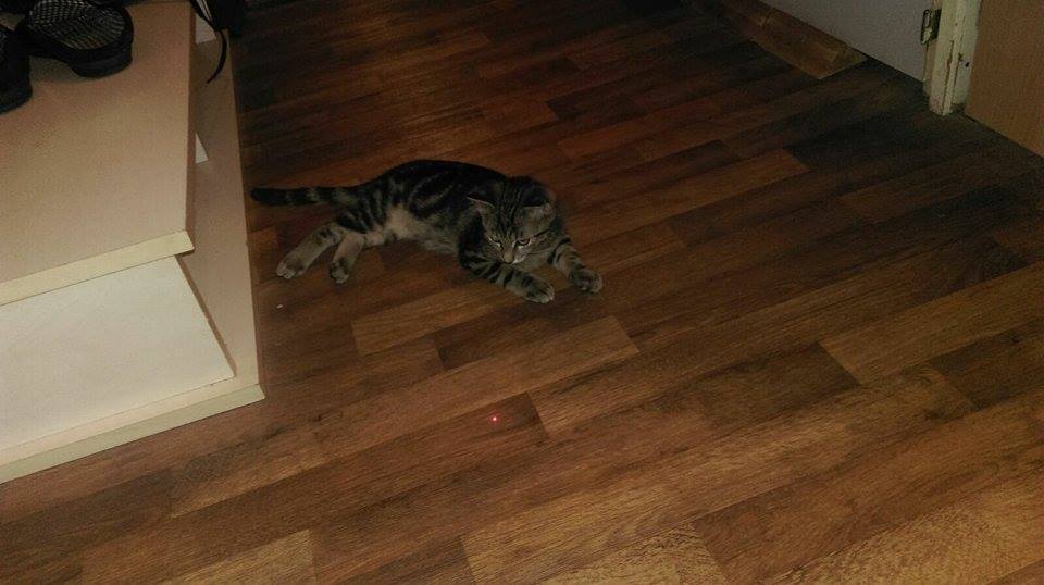 15554827_1300762986637049_944064411_n