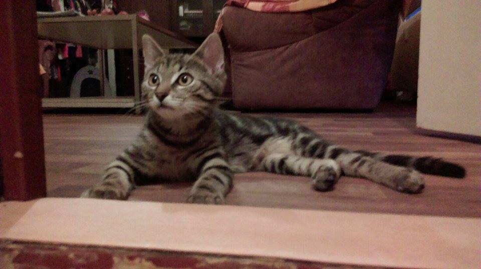 15555703_1300721316641216_1686343467_n