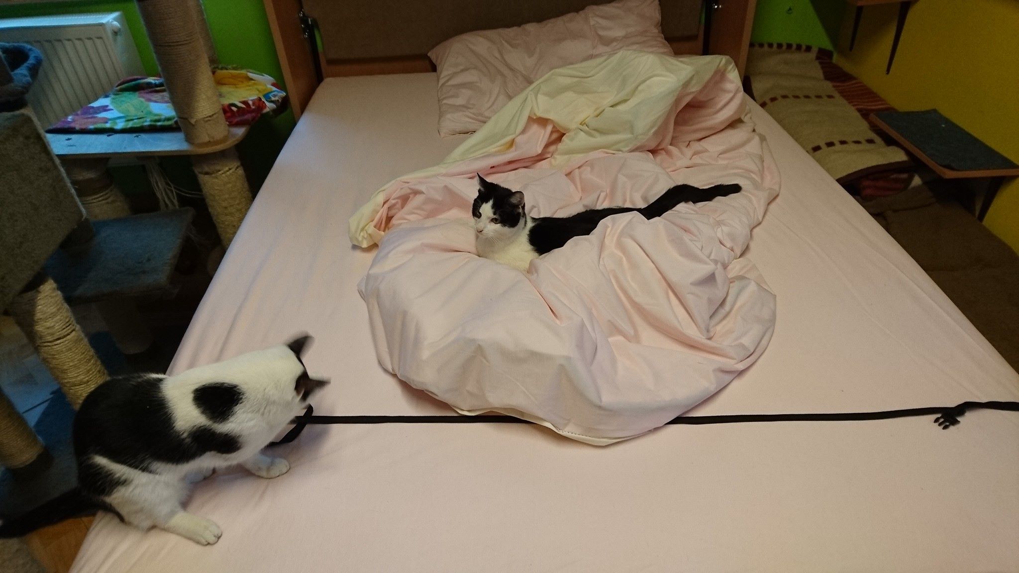 15577957_725243067640299_1586498151739186970_o