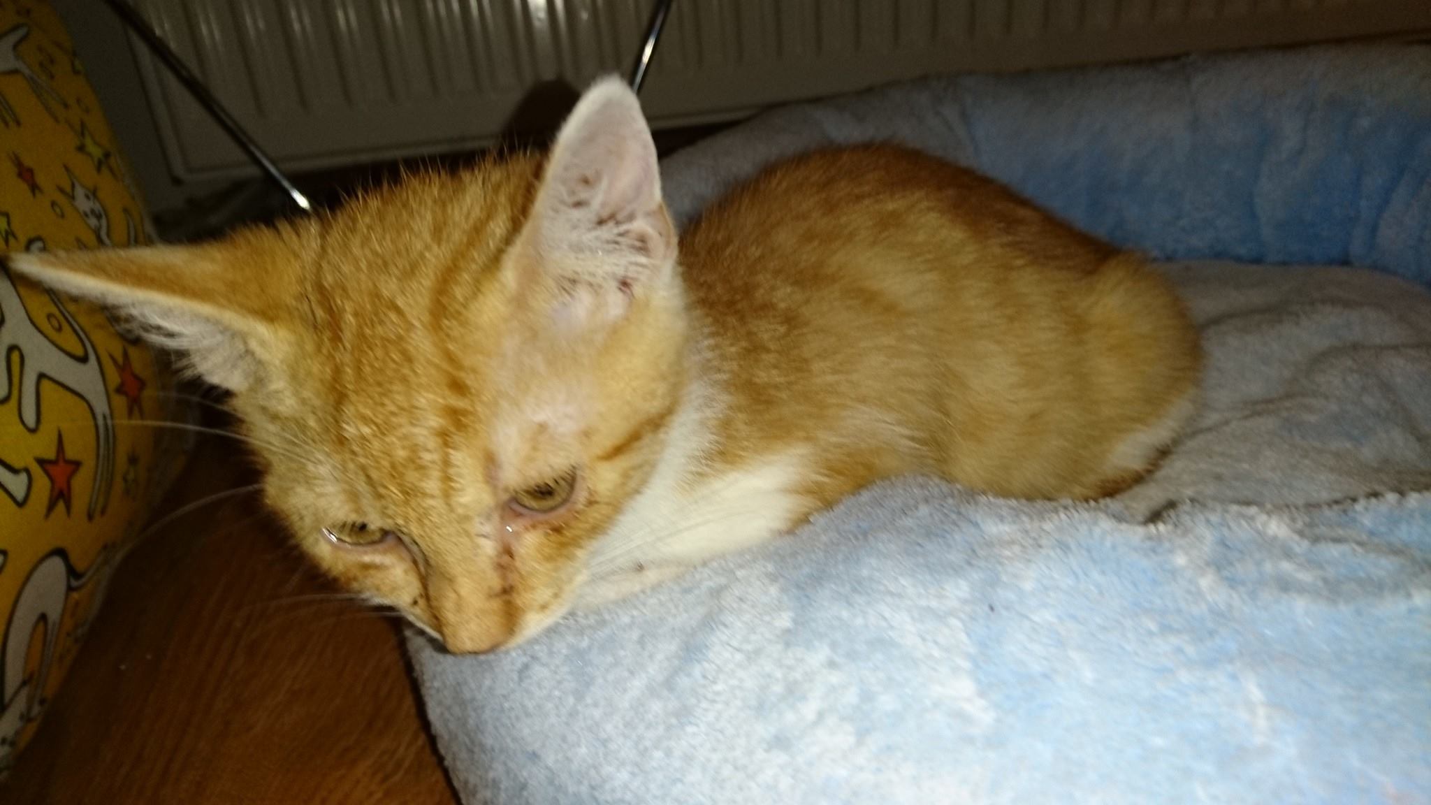 15578209_726357050862234_4274306737671816941_o