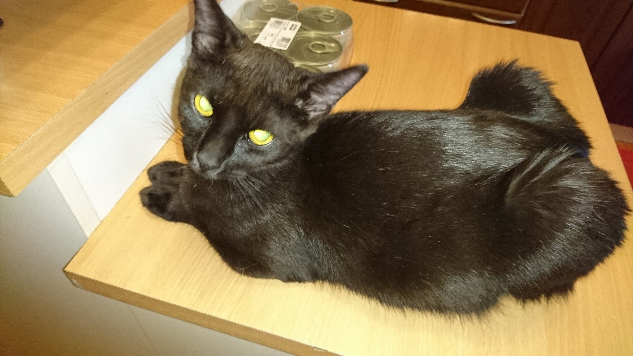 15578355_726353050862634_4781956981442493741_o