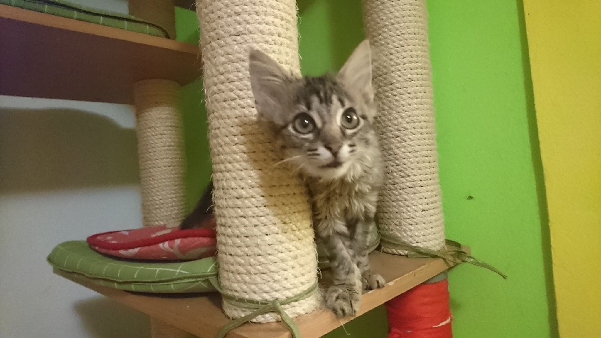 15585045_730397927124813_7603839420338790793_o