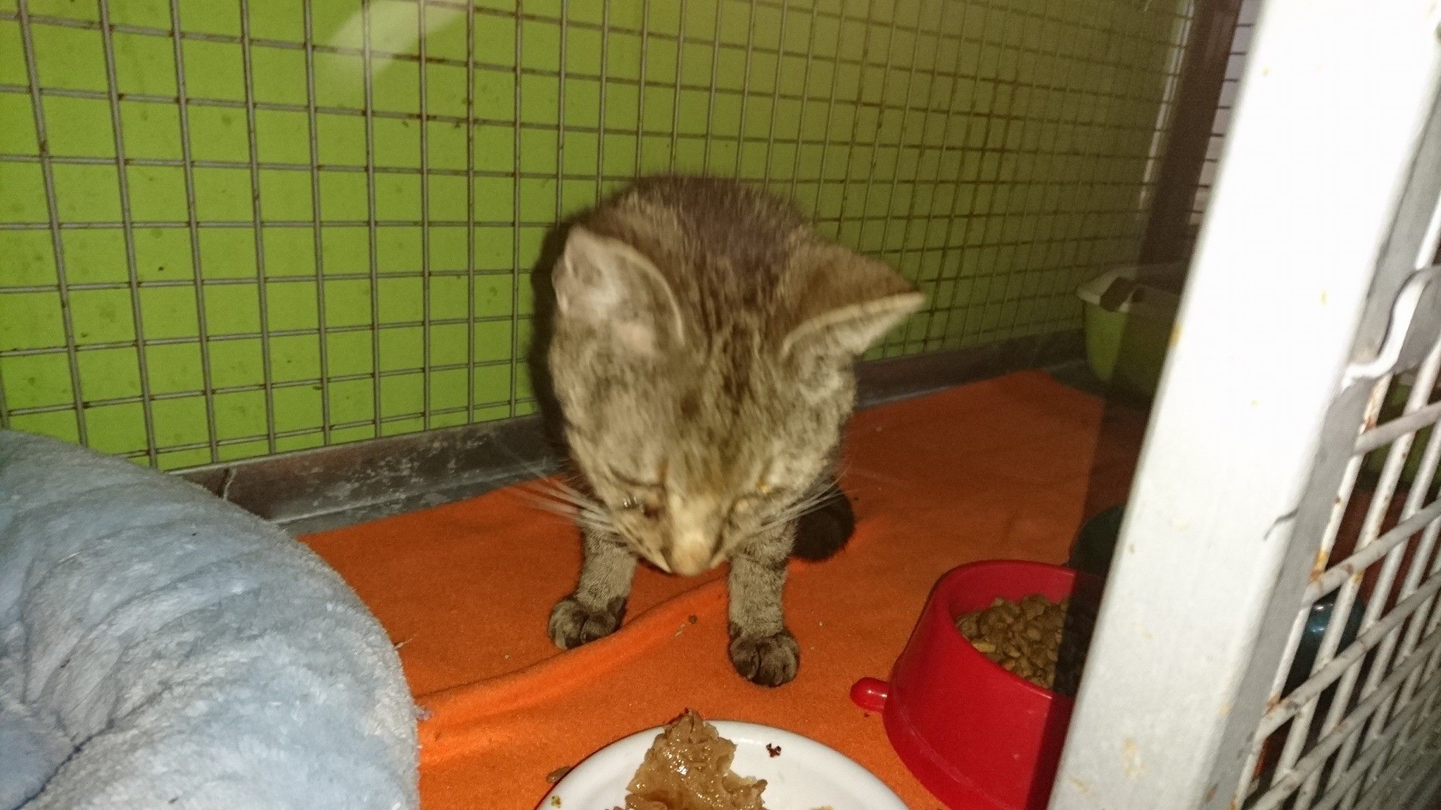 15585267_729408610557078_3369802780439675714_o