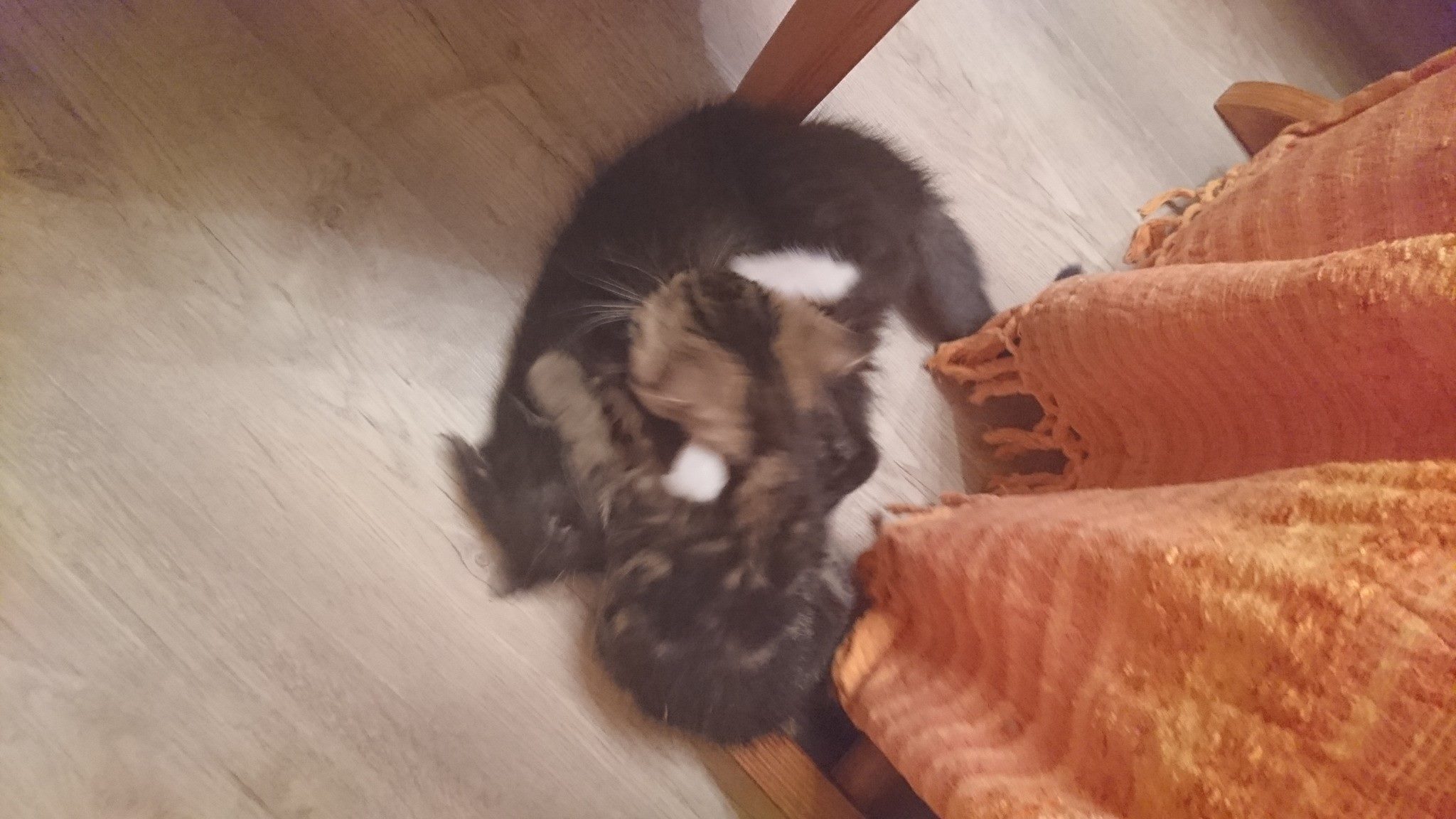 15591022_730398110458128_5702050208220517862_o