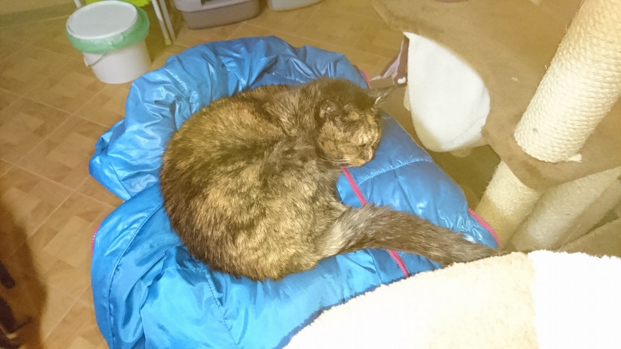 15591053_730400023791270_8076552710936490299_o