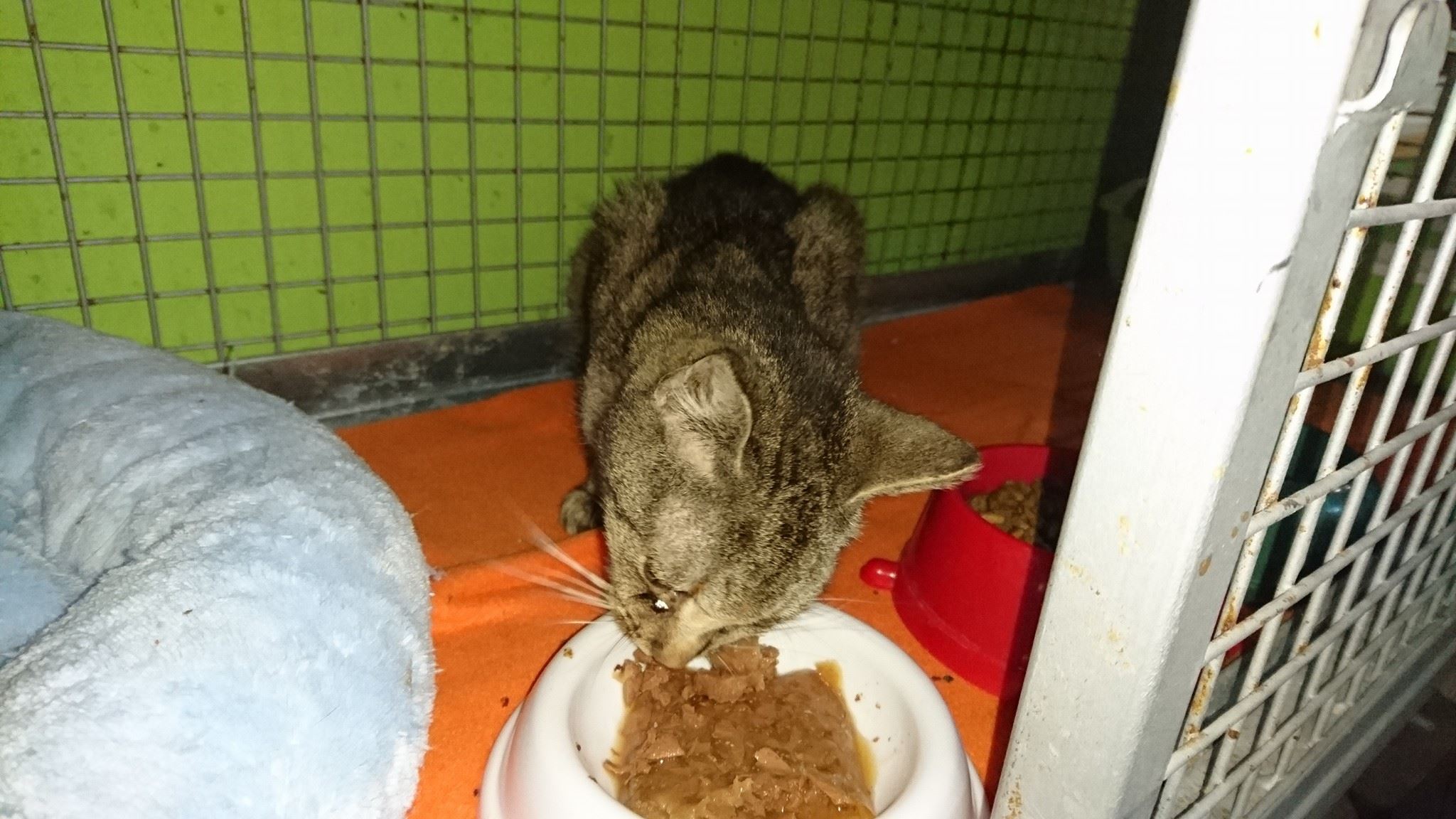 15591284_729408710557068_8150268595015578641_o