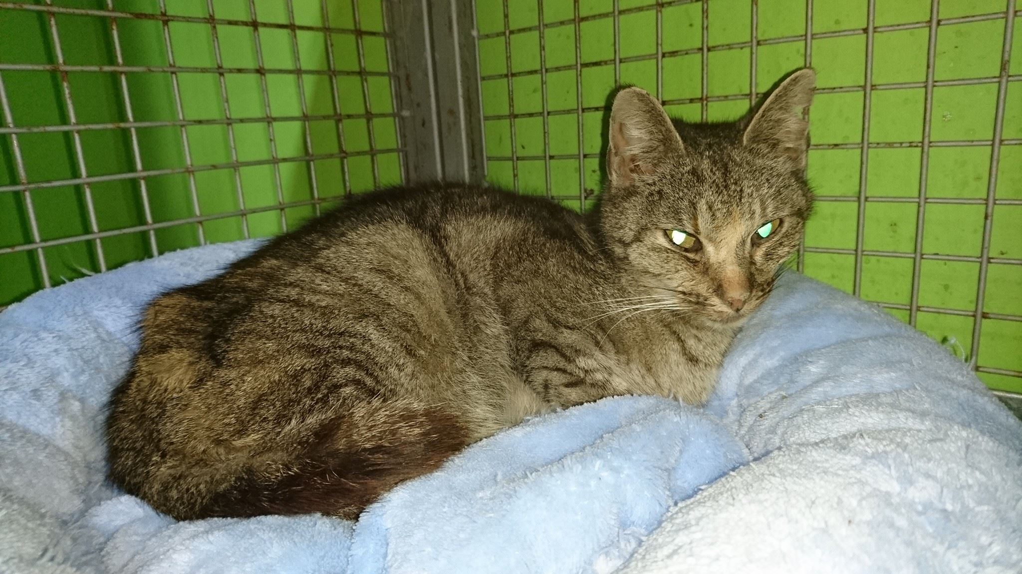 15626207_729408357223770_4670654950251950541_o