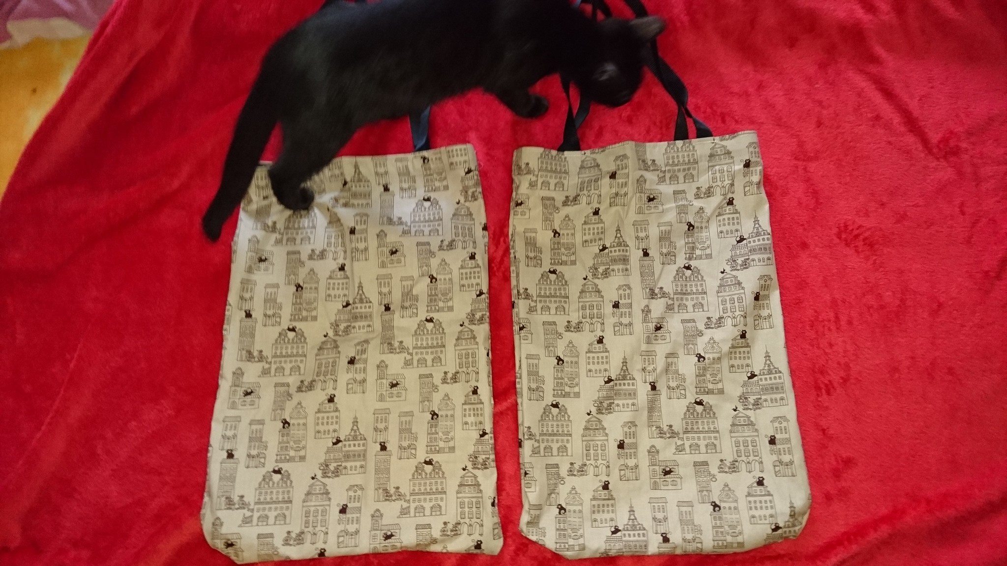 15626242_728876790610260_7018483750747482236_o