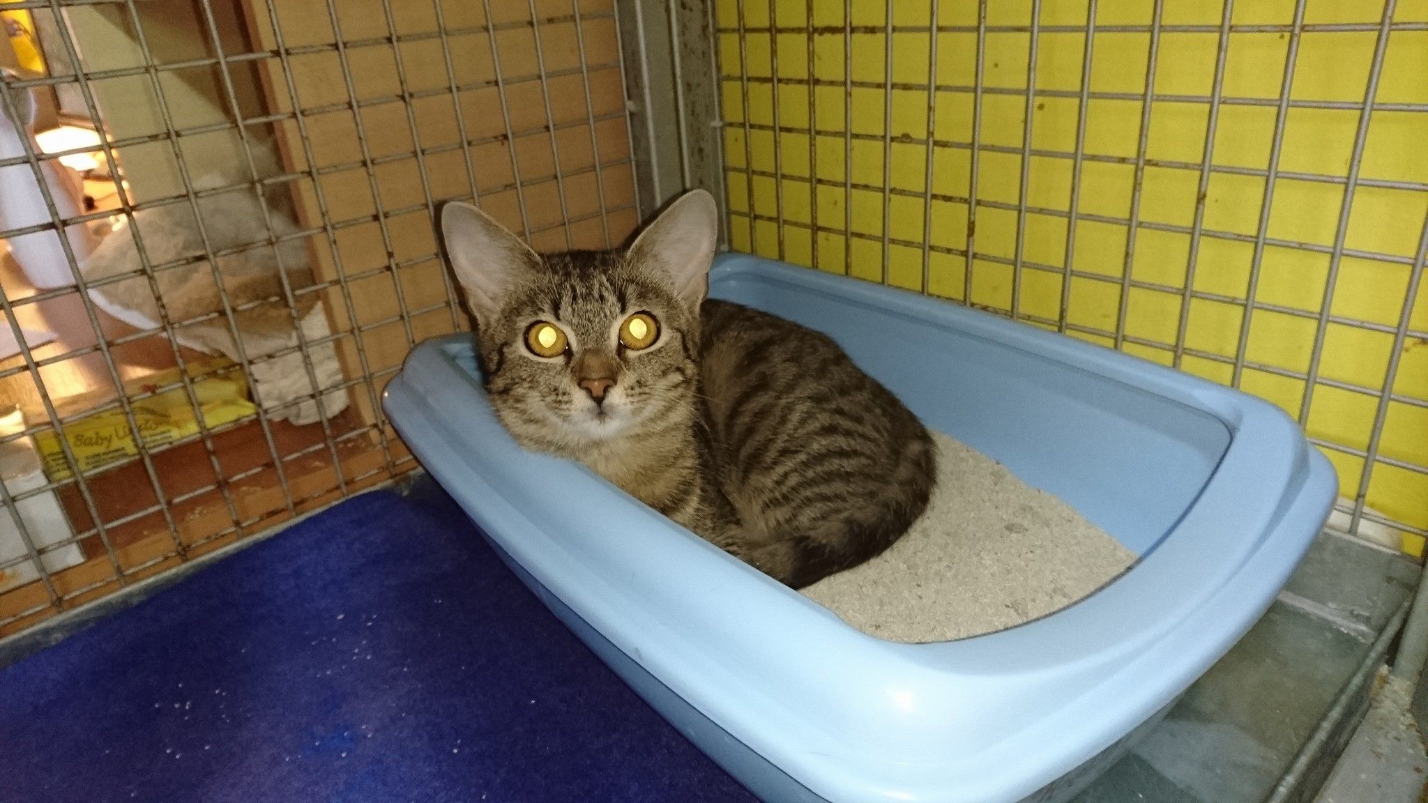 15626438_728415007323105_2102005679345964939_o