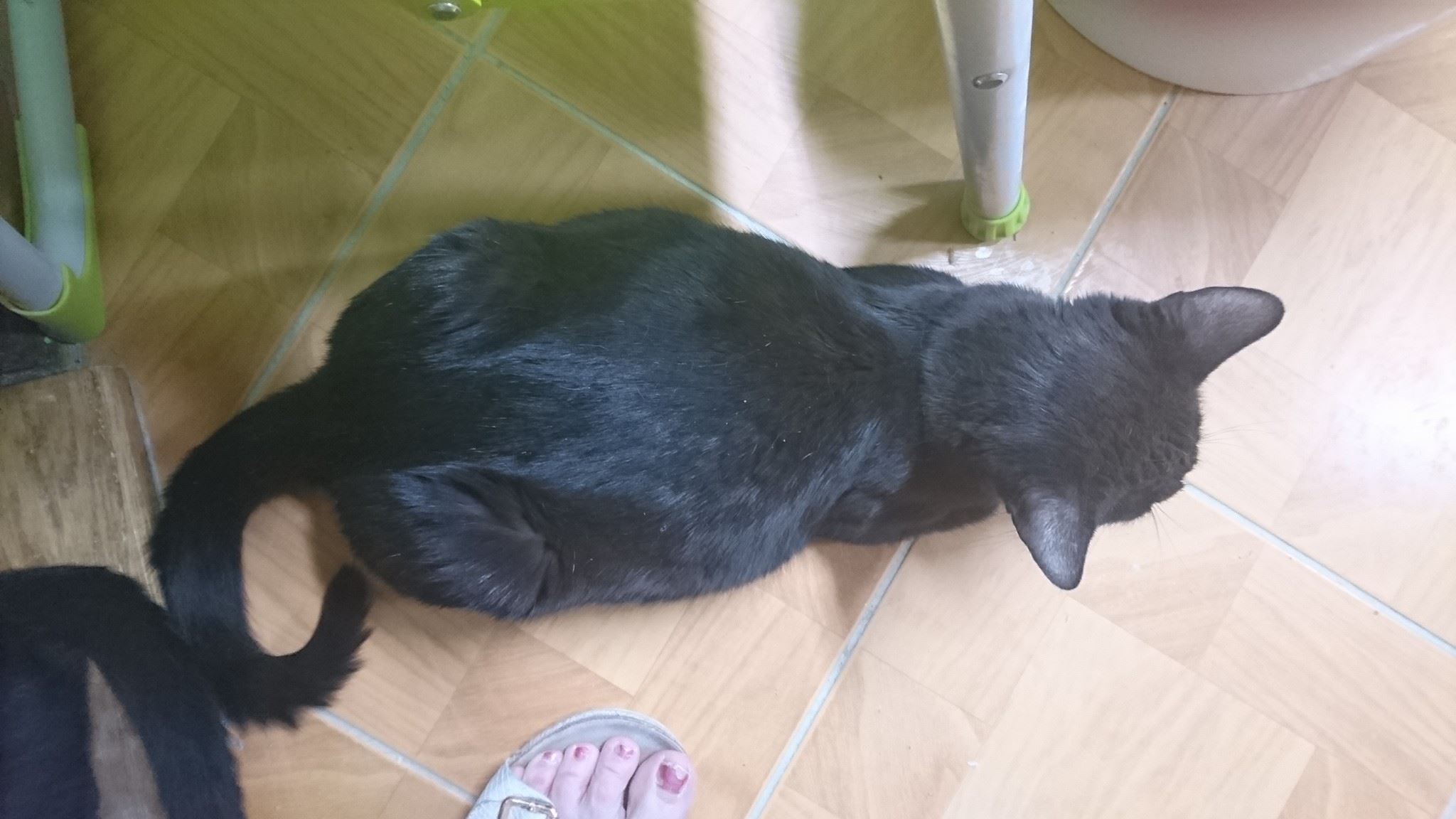 15675703_730398177124788_1314779131412862818_o