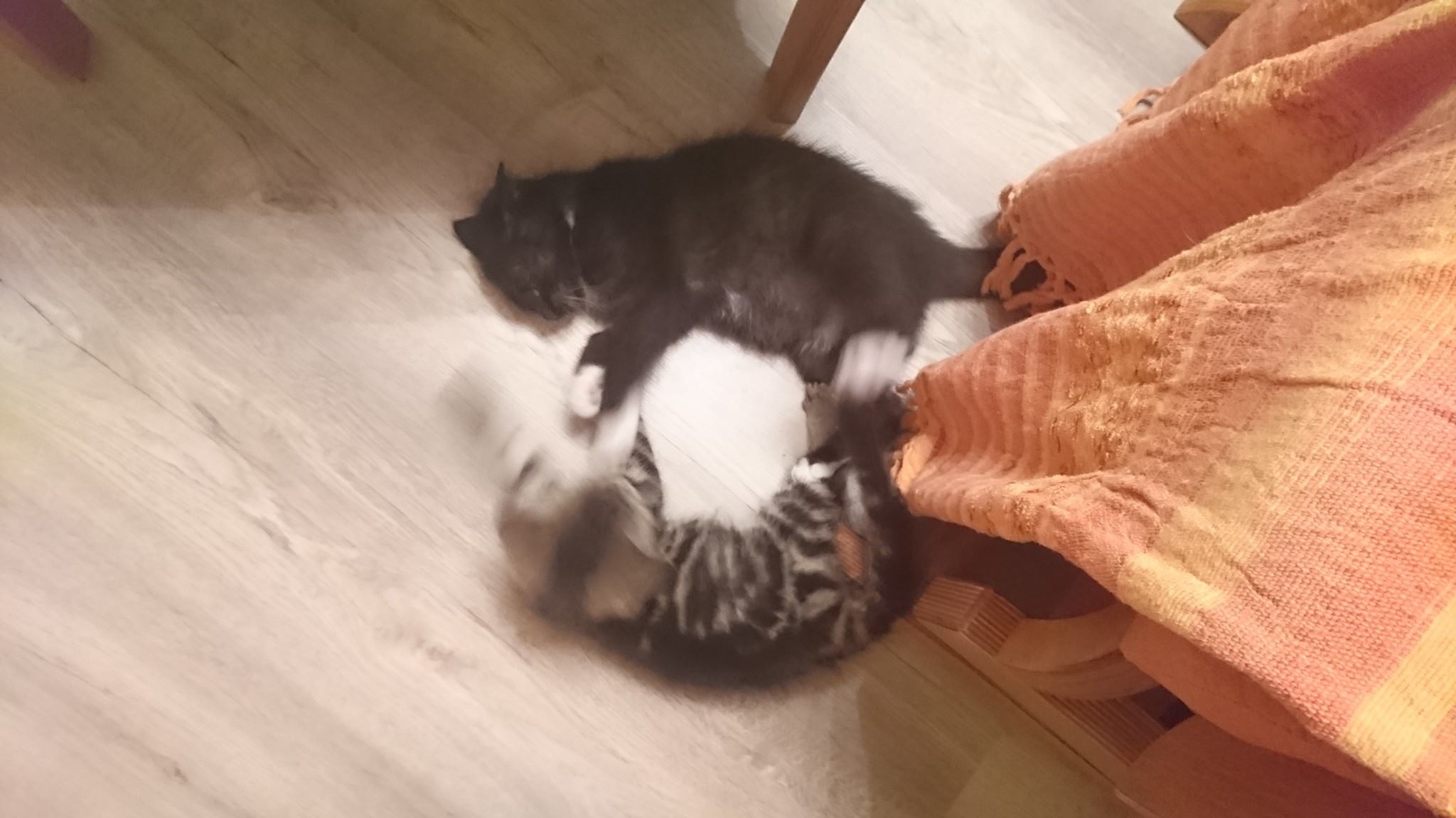 15675899_730398013791471_1869829979307366219_o