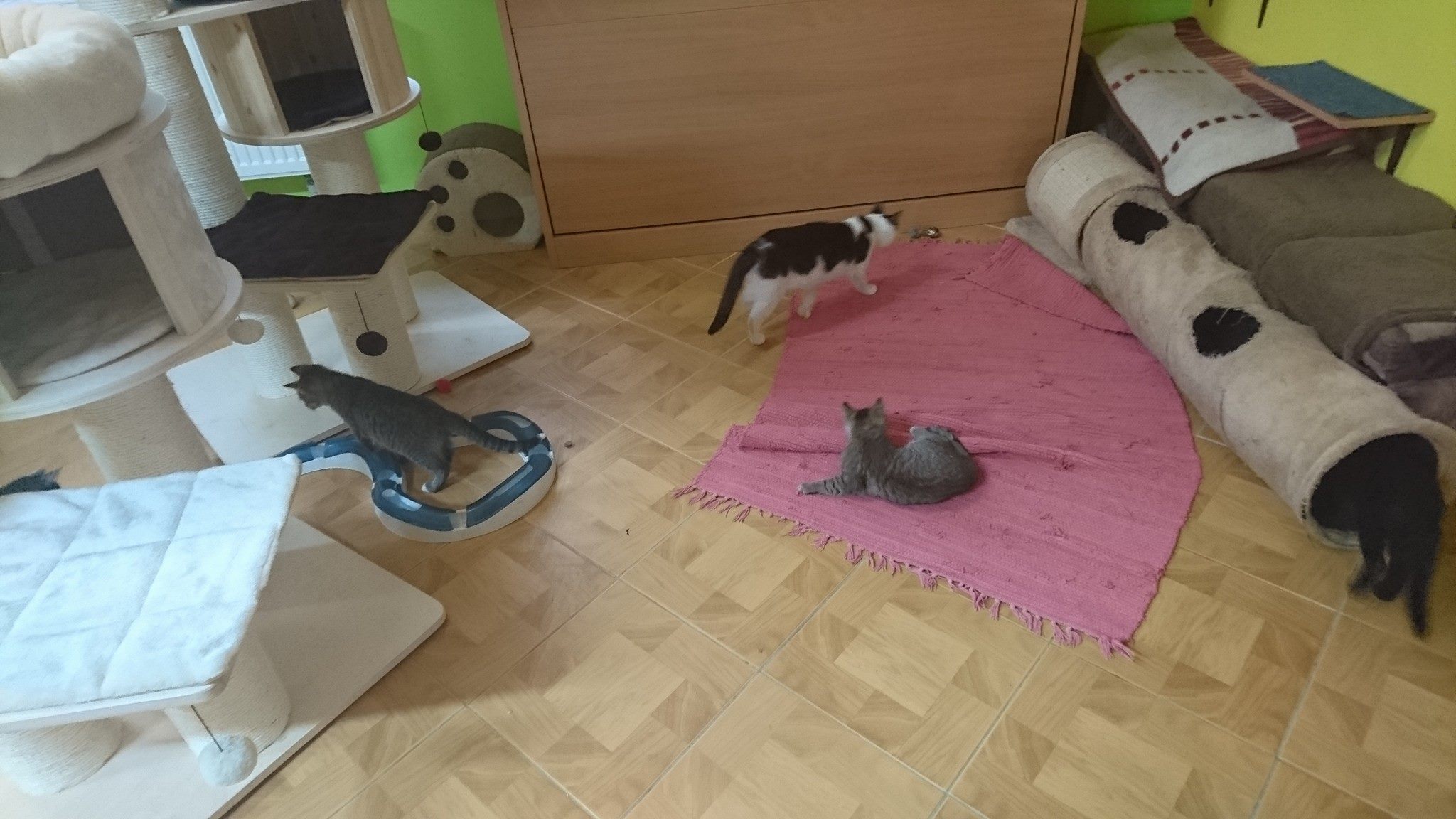 15676396_730399093791363_5485744318650334894_o