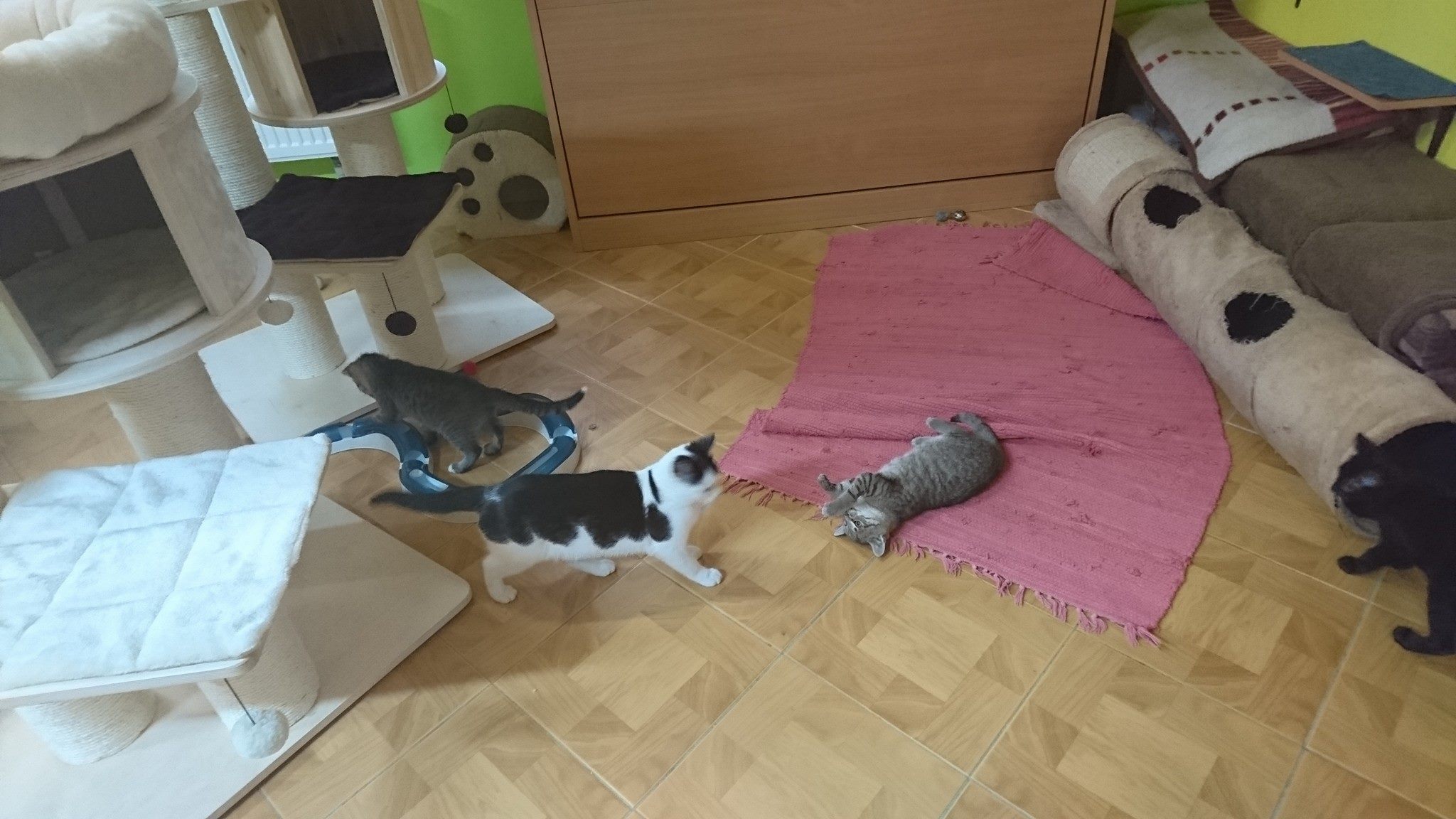 15676411_730398753791397_5325293740446195913_o