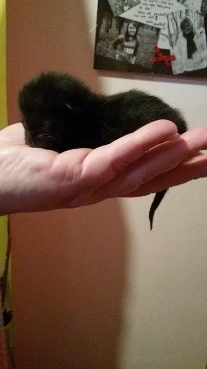 15682775_1529341103747651_1554790989_n