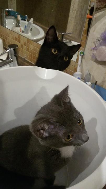 15683343_1529341673747594_1260079966_n