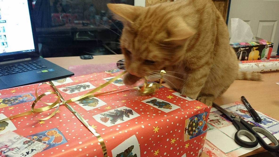 15696247_10207971589956707_822999915_o