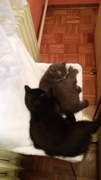 15712991_1529379813743780_974194300_n