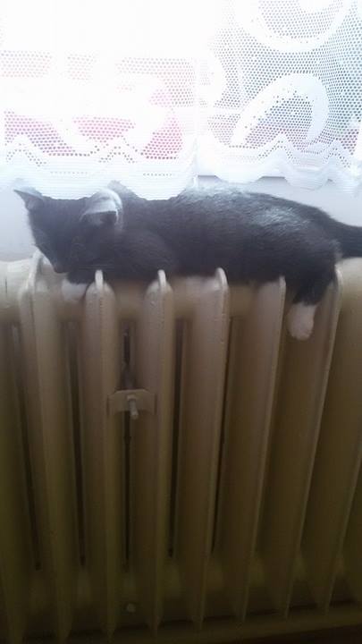 15713186_1529379810410447_84447338_n