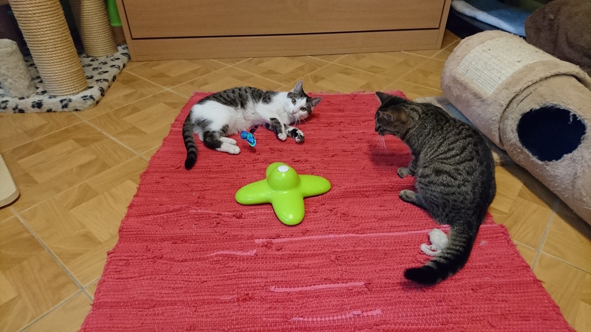 15723362_733167096847896_5641911595247354025_o