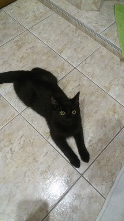 15723879_1529341107080984_1442728260_n