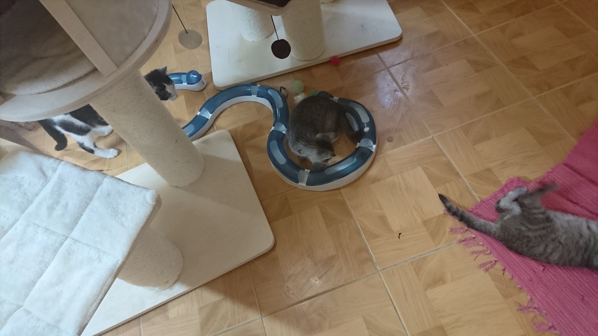 15724561_730398877124718_1901872050960207114_o