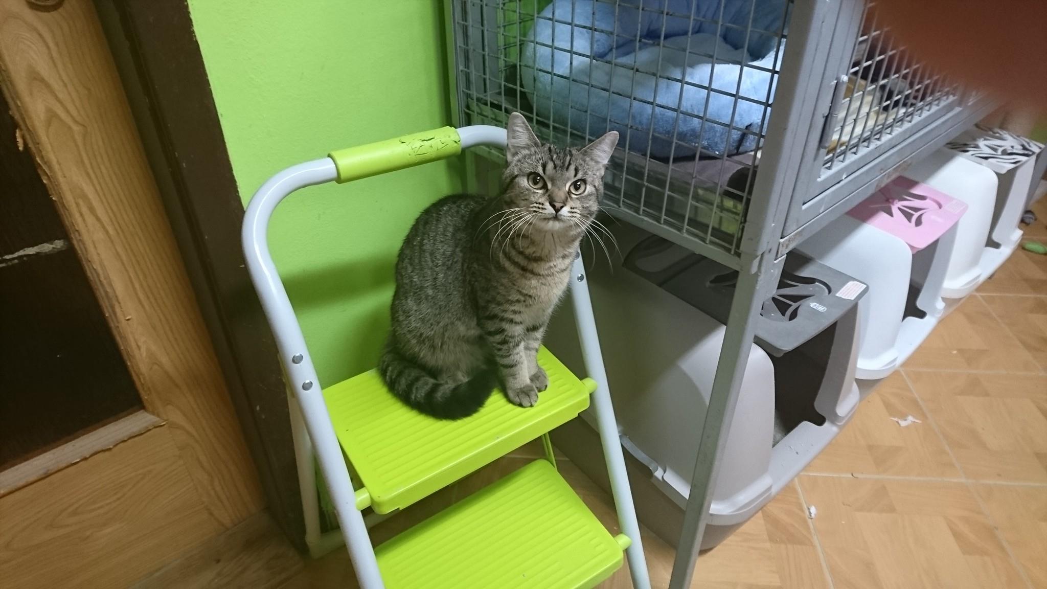 15724709_730398597124746_4127027495238901401_o