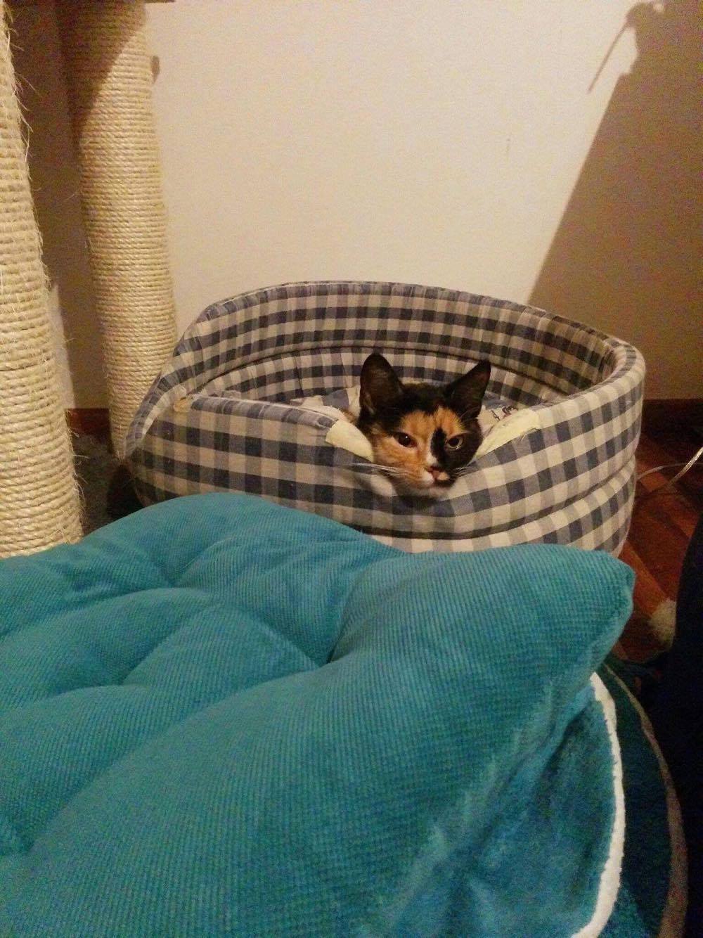 15726000_1446341412044400_1335901766_o