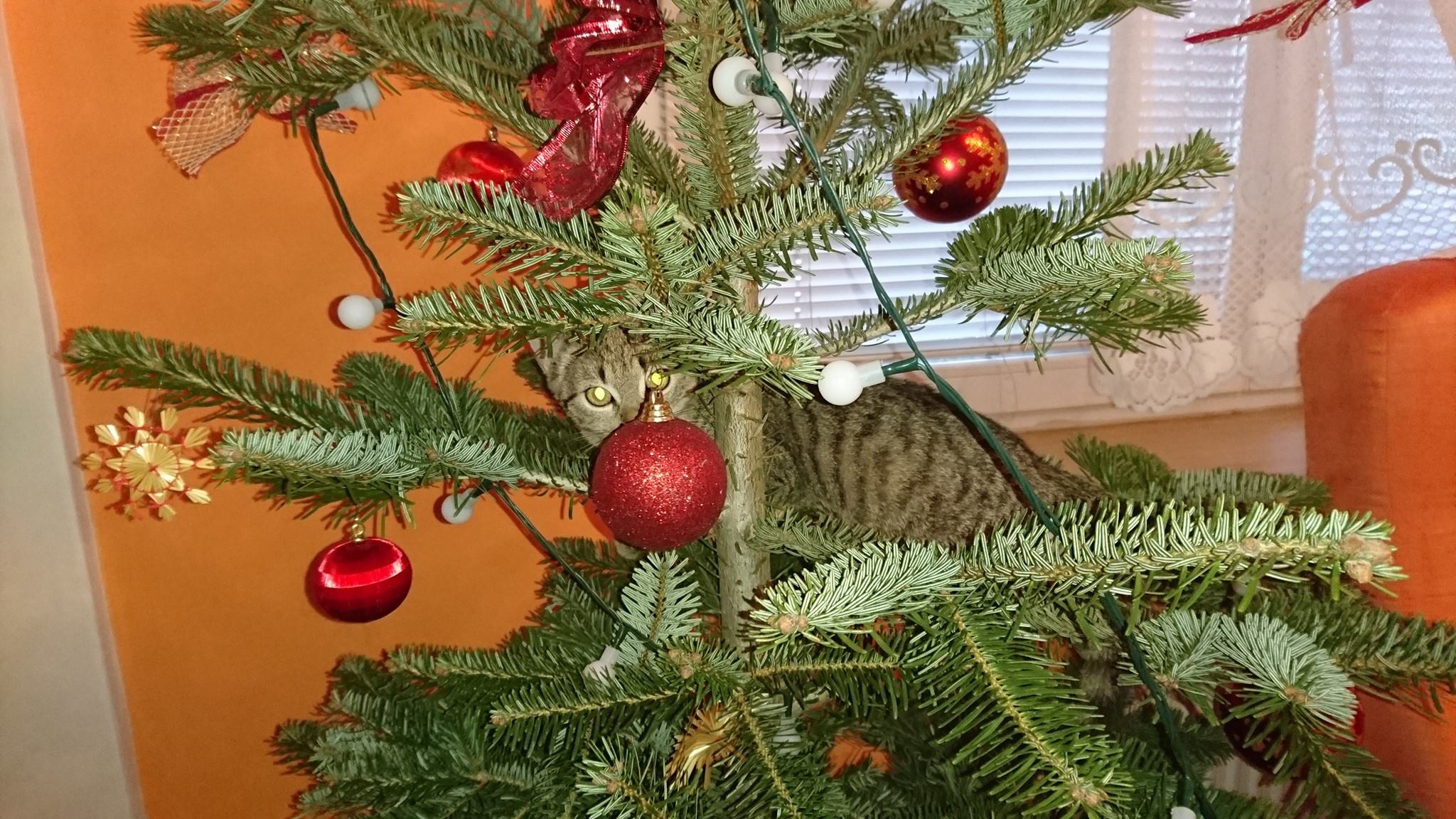 15732267_732245553606717_3655215432625469829_o