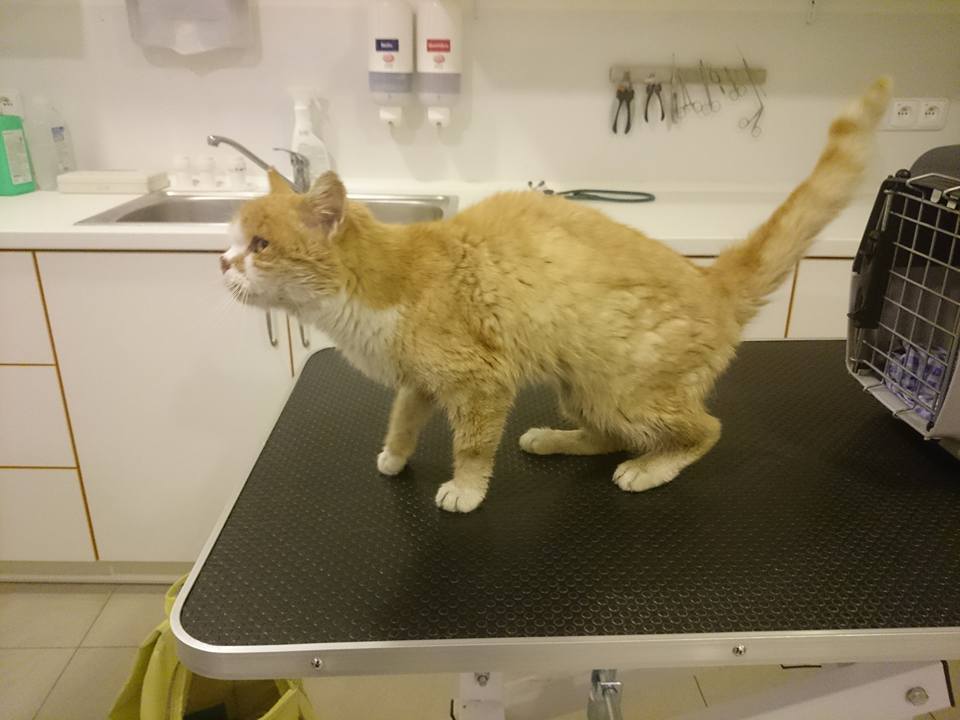 15747426_10202810491540234_4072069721746420554_n