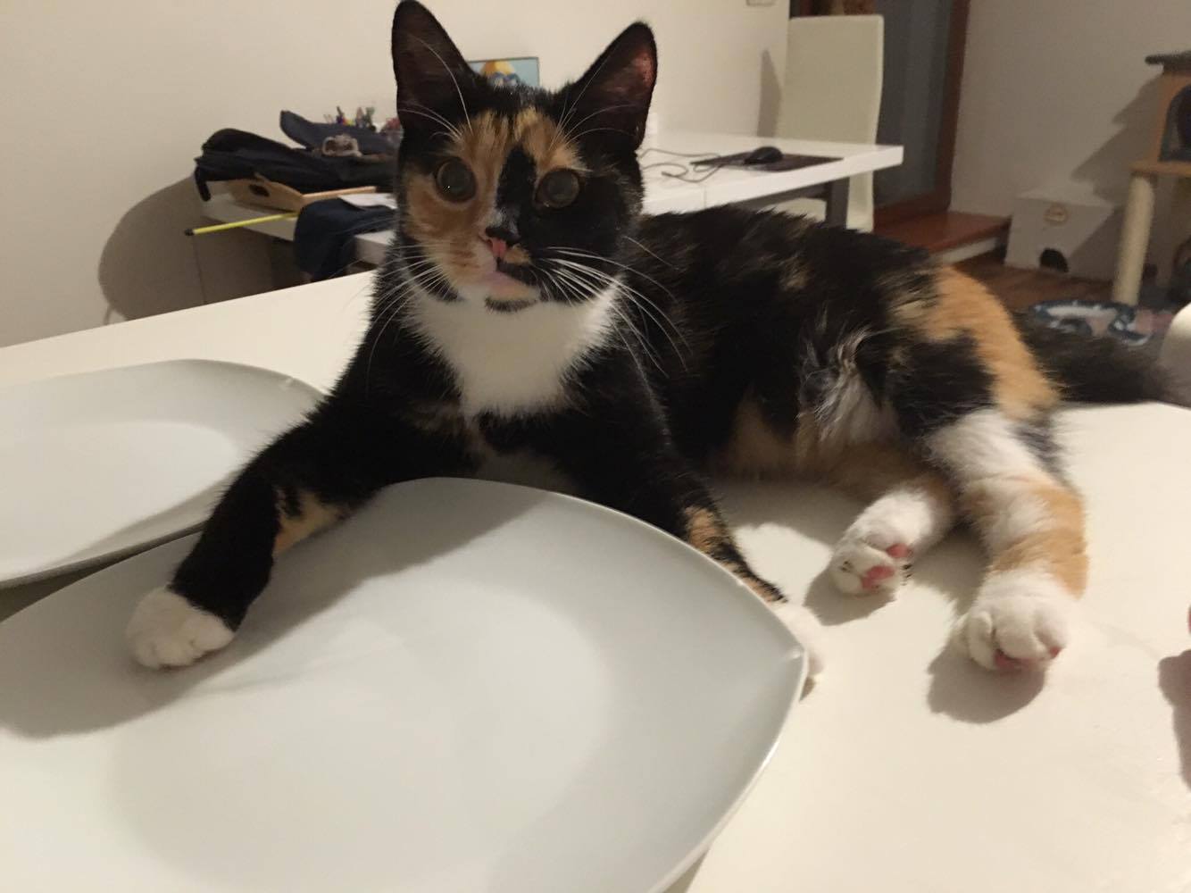 15747983_1446372815374593_1150009691_o