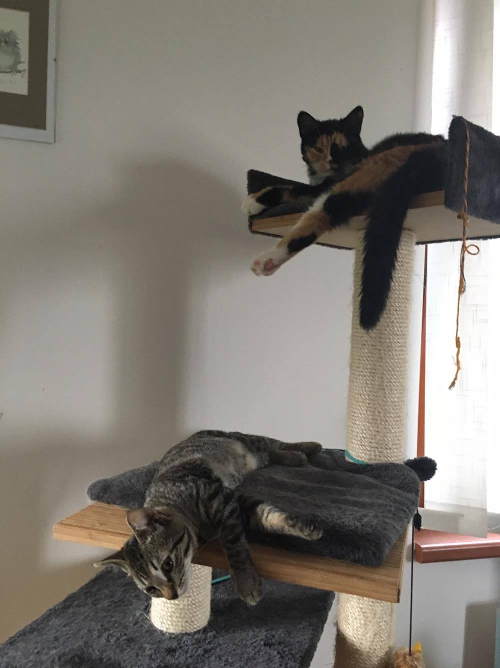 15748800_1446373482041193_1436796588_o