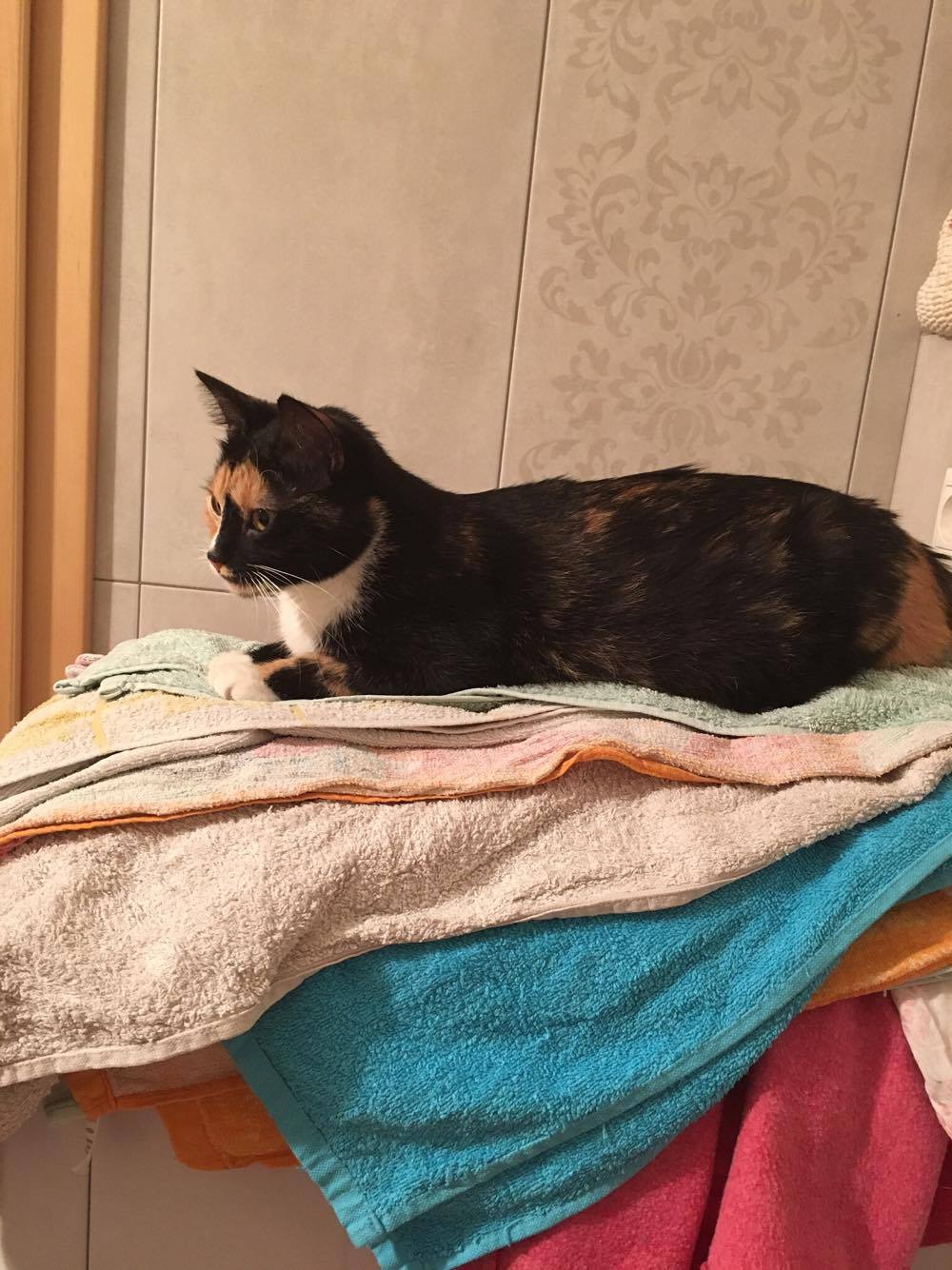 15749081_1446342155377659_149428093_o