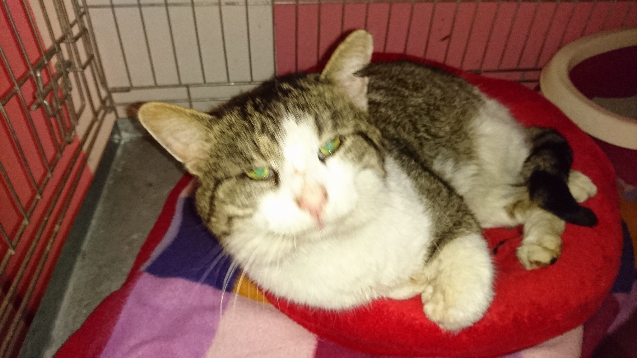 15775031_733166810181258_8207480408552276991_o