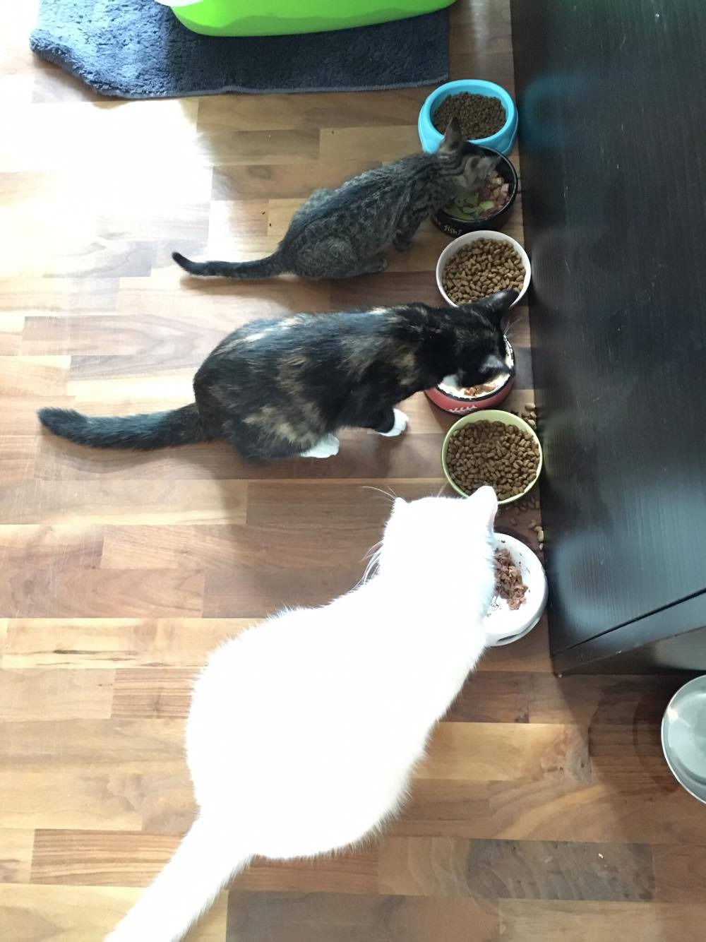 15778161_1446375338707674_917662372_o