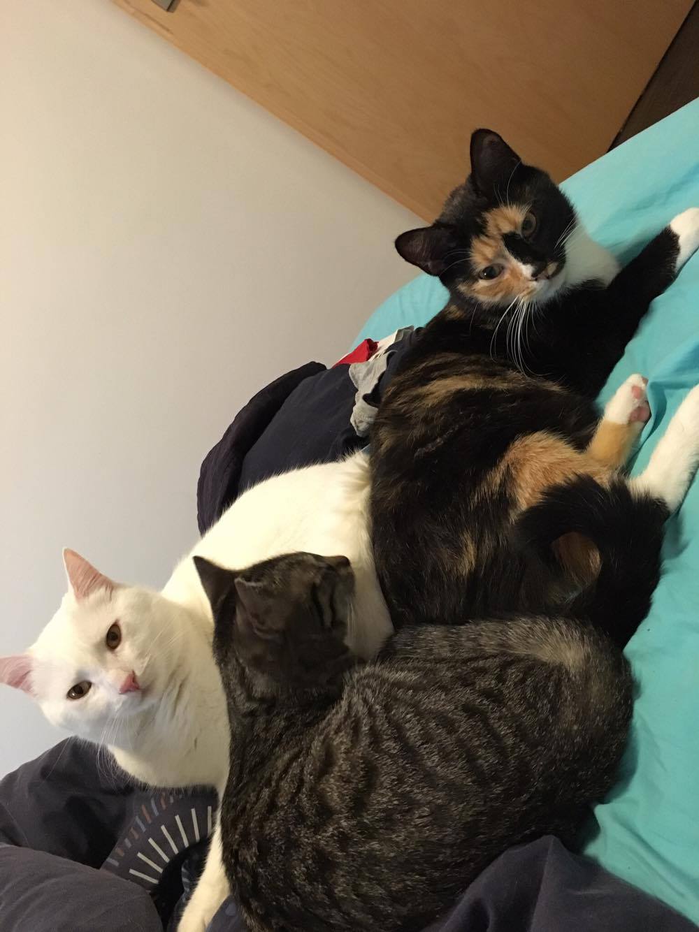 15778196_1446345492043992_703727367_o