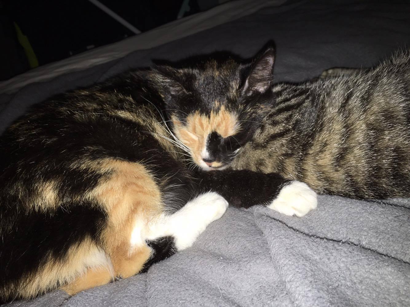 15778385_1446342242044317_924988084_o