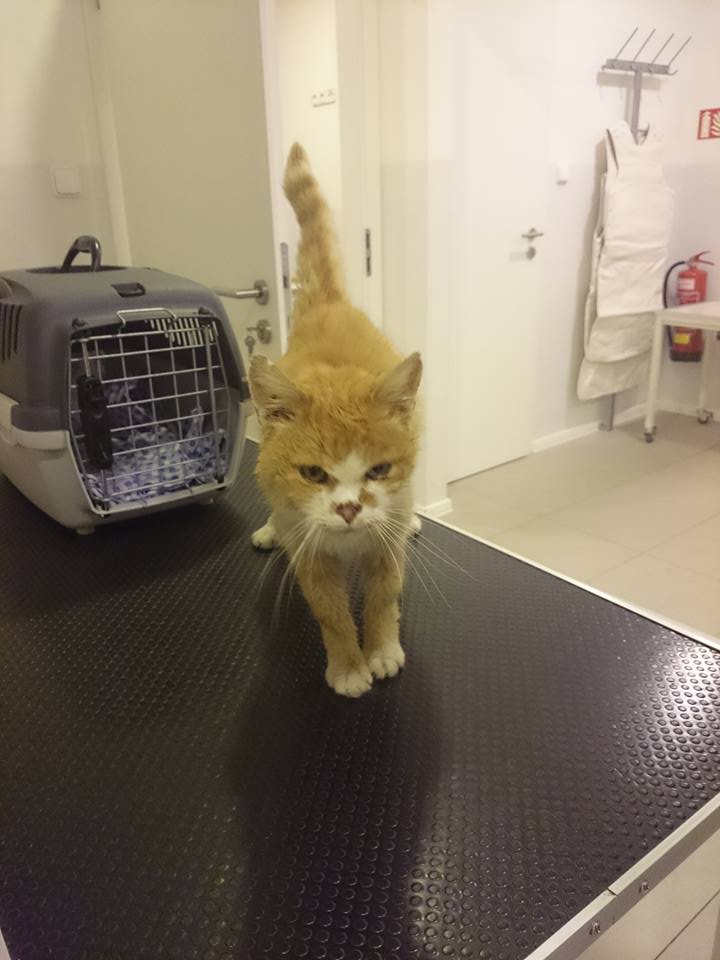 15781432_10202810491500233_3586193378658459675_n