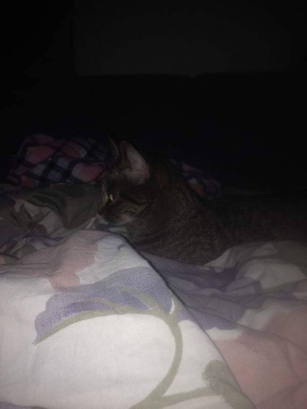 15781892_1442985392381253_1904734312_n