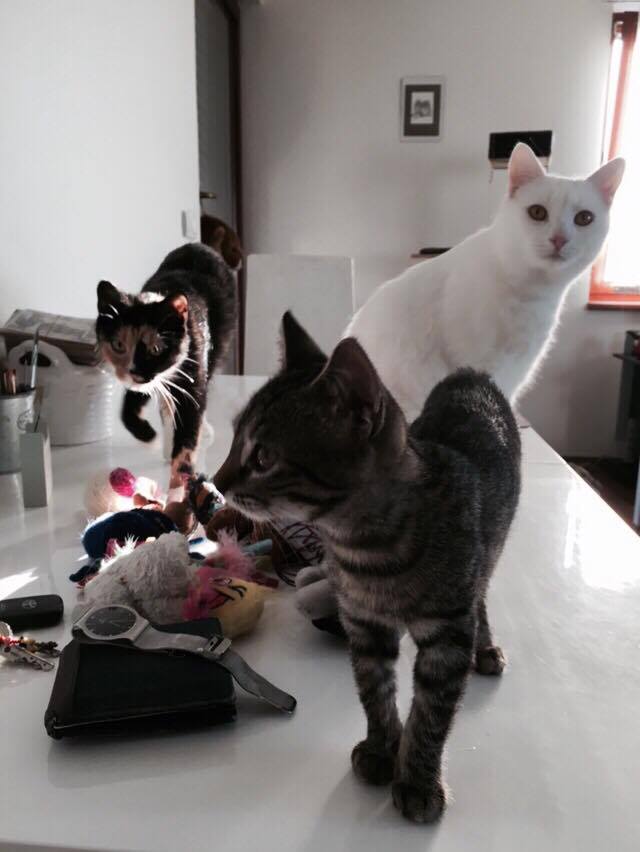 15782351_1446374652041076_117375992_n