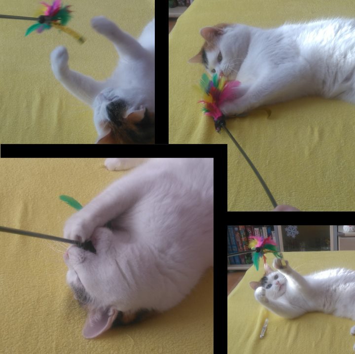 15782524_1461515343868285_118874552_n