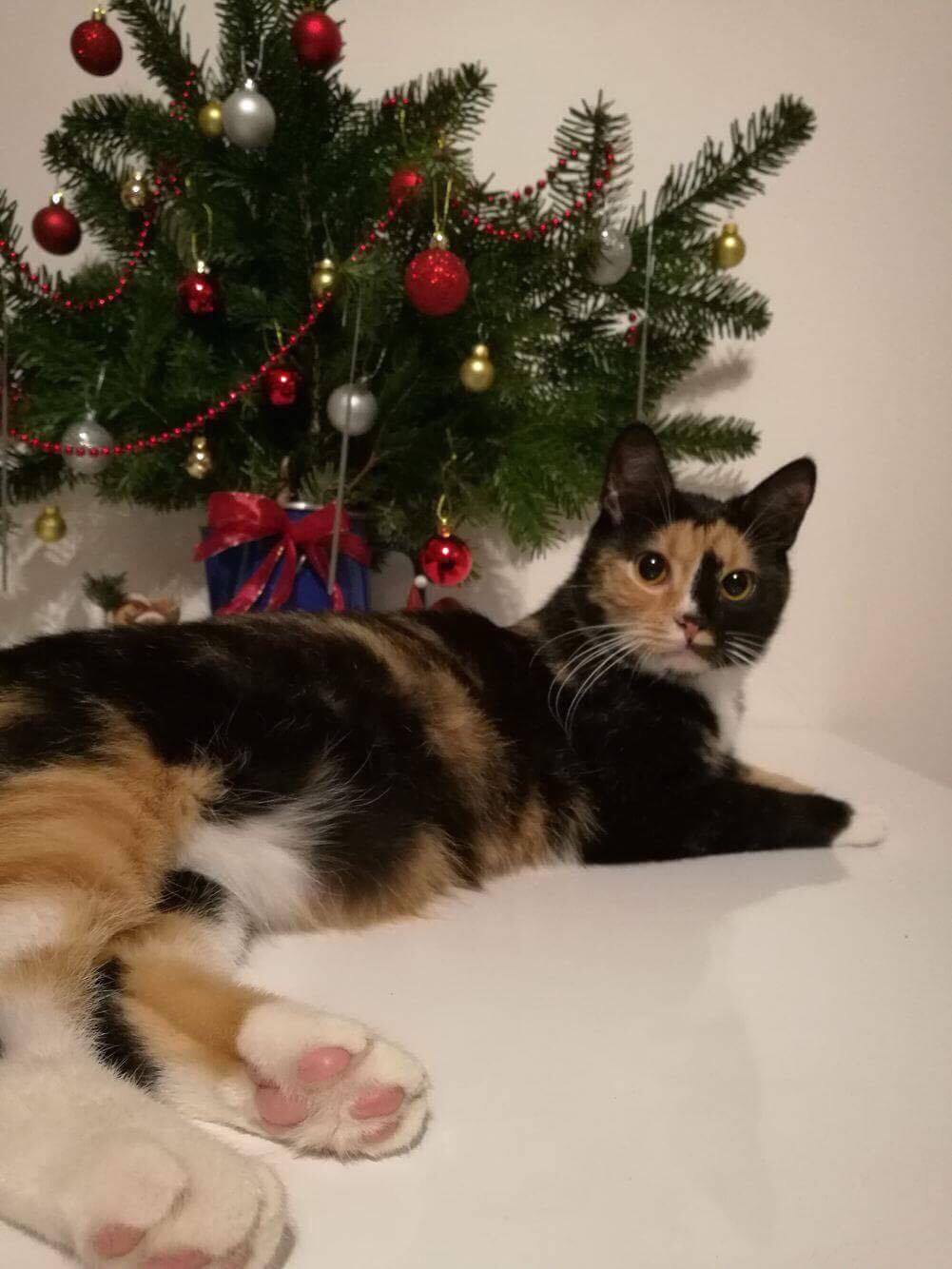 15784705_1446341255377749_1802066480_o