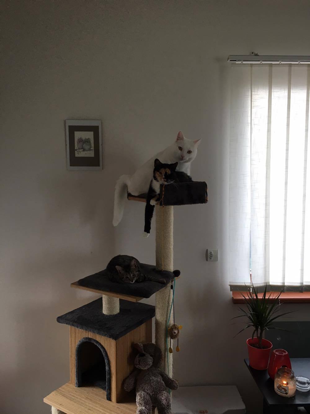 15784832_1446346642043877_510274179_o