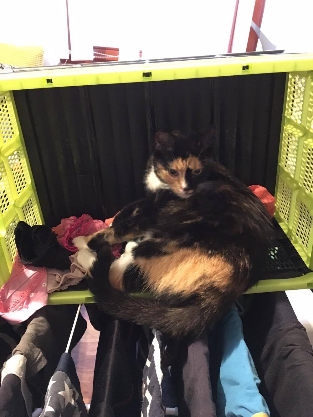 15785094_1446375258707682_2033686576_o