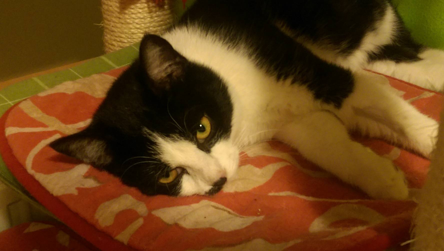 15785636_1756447291349080_2007102499_o